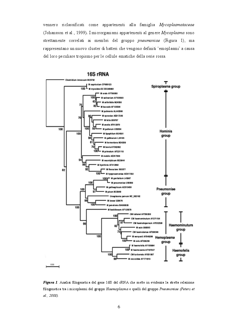 Anteprima della tesi: Anemia infettiva felina: quale ruolo per Candidatus Mycoplasma turicensis?, Pagina 5