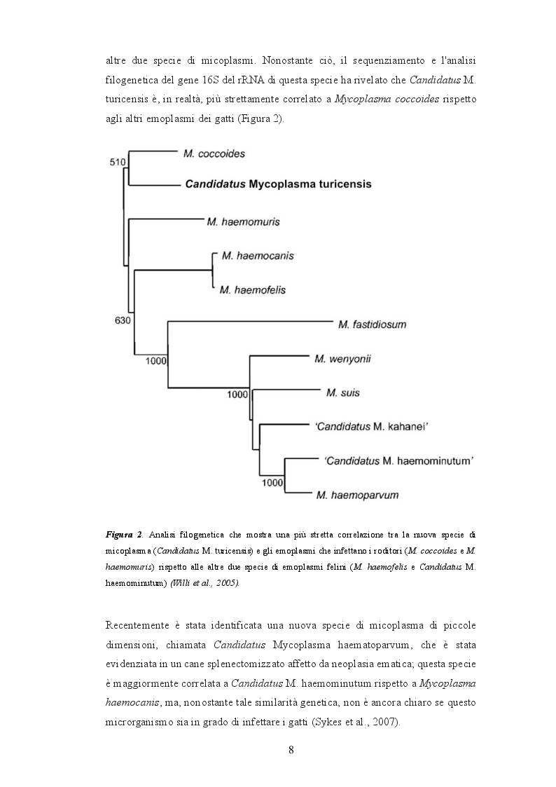 Anteprima della tesi: Anemia infettiva felina: quale ruolo per Candidatus Mycoplasma turicensis?, Pagina 7