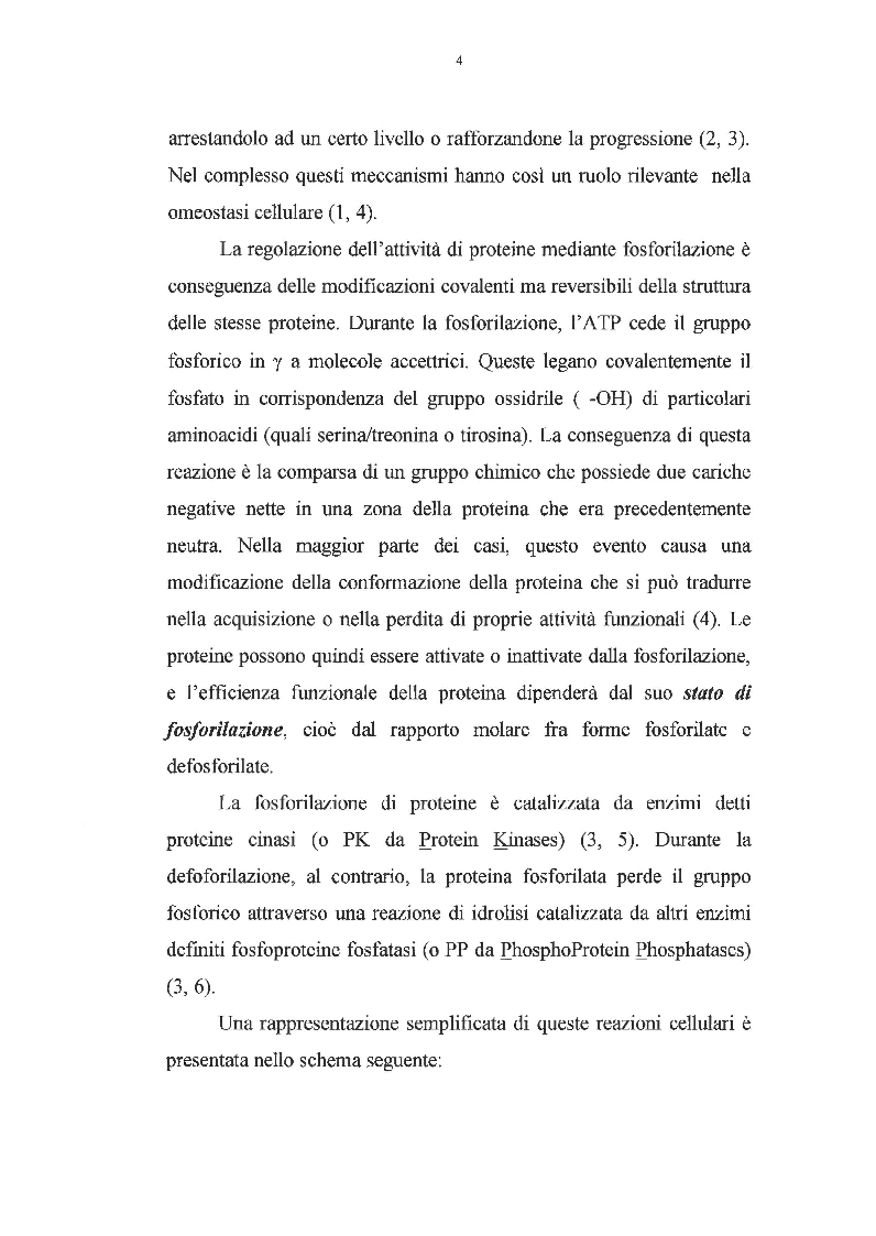 Anteprima della tesi: Effetto dei promotori di tumori su proteine cinasi attivate da mitogeni, Pagina 3
