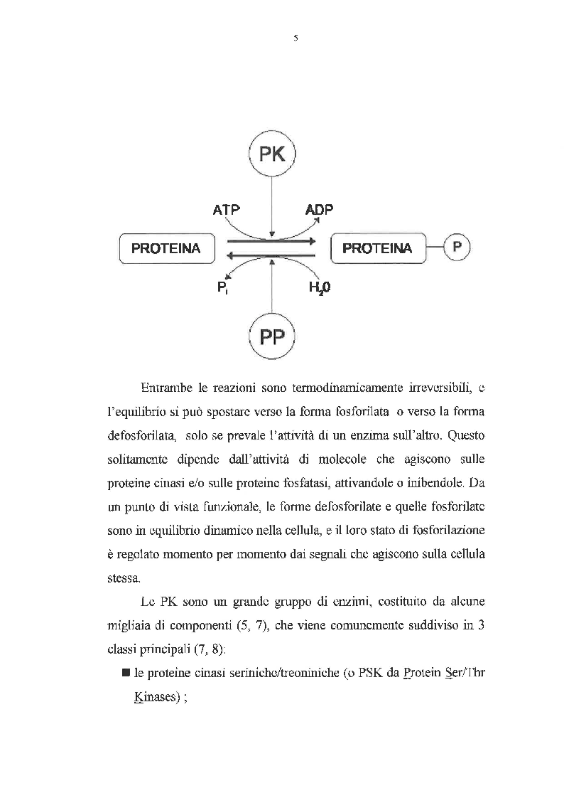 Anteprima della tesi: Effetto dei promotori di tumori su proteine cinasi attivate da mitogeni, Pagina 4