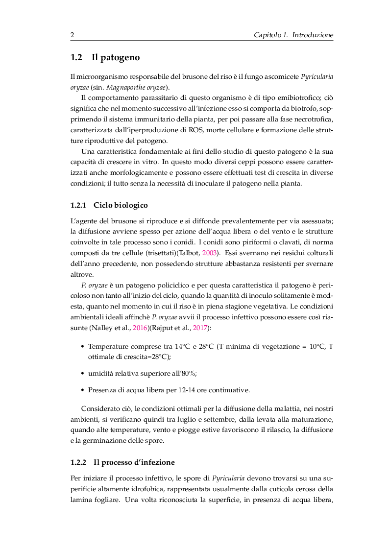 Anteprima della tesi: Procedure di inoculazione di Pyricularia oryzae su riso, Pagina 3