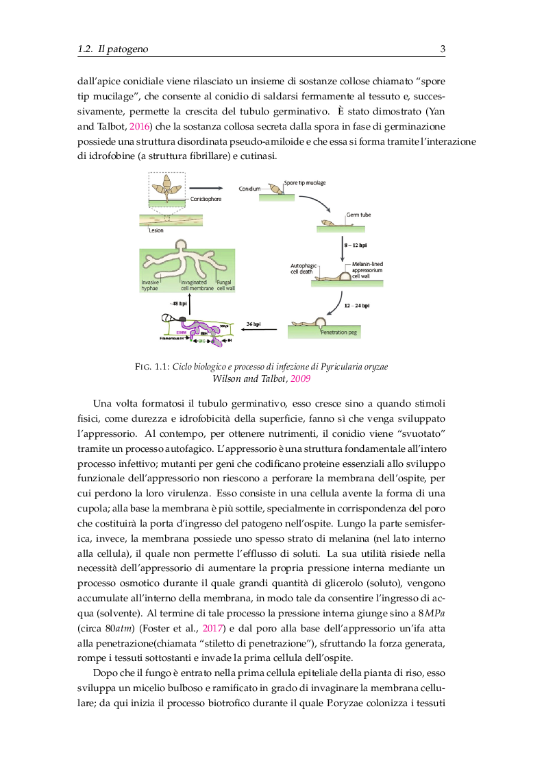 Anteprima della tesi: Procedure di inoculazione di Pyricularia oryzae su riso, Pagina 4