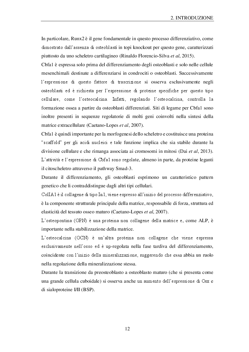 Estratto dalla tesi: Effetti della microgravità sugli osteoblasti: profilo proteomico e metabolomico