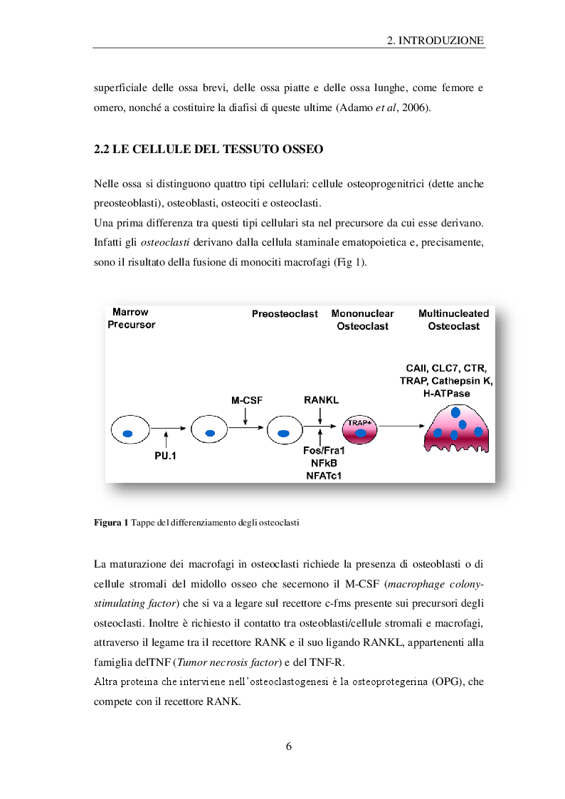 Anteprima della tesi: Effetti della microgravità sugli osteoblasti: profilo proteomico e metabolomico, Pagina 3