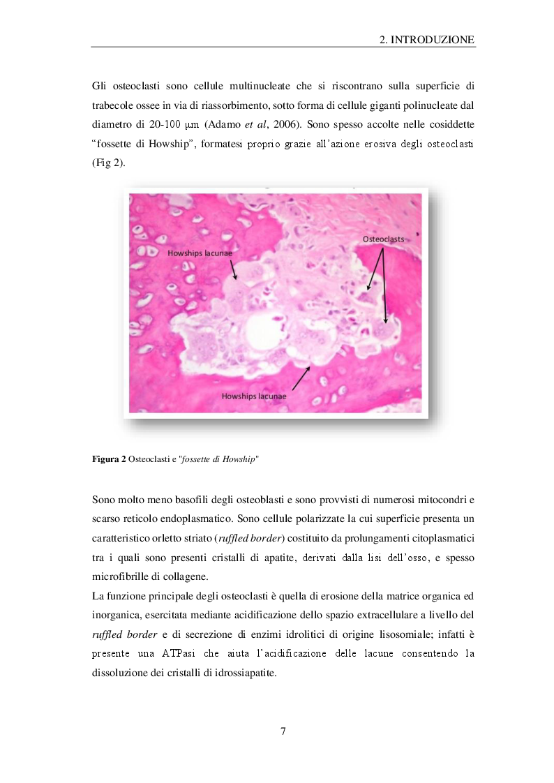 Anteprima della tesi: Effetti della microgravità sugli osteoblasti: profilo proteomico e metabolomico, Pagina 4