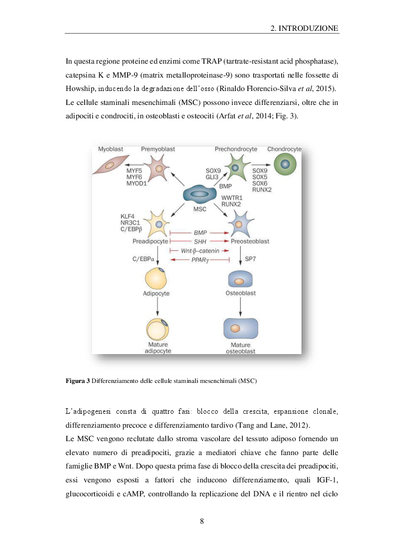 Anteprima della tesi: Effetti della microgravità sugli osteoblasti: profilo proteomico e metabolomico, Pagina 5