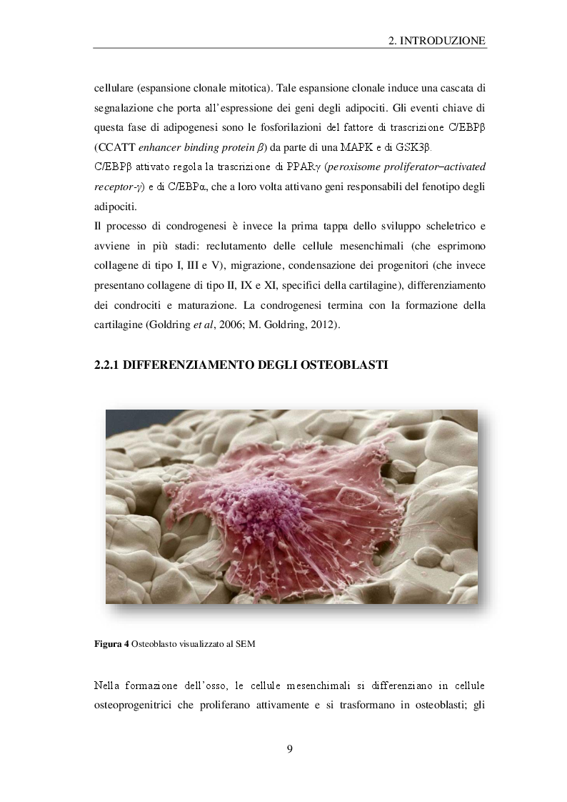Anteprima della tesi: Effetti della microgravità sugli osteoblasti: profilo proteomico e metabolomico, Pagina 6