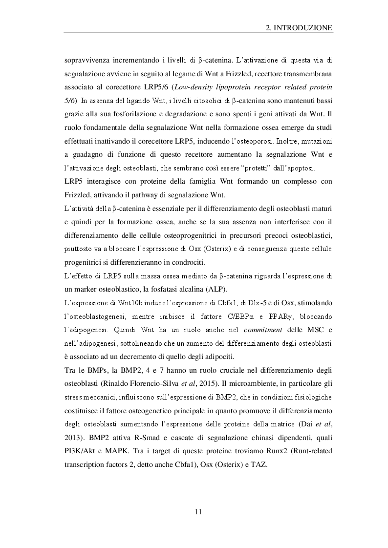 Anteprima della tesi: Effetti della microgravità sugli osteoblasti: profilo proteomico e metabolomico, Pagina 8