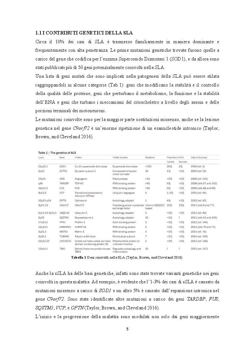 Anteprima della tesi: Le cellule staminali: una possibilità terapeutica per la sclerosi laterale amiotrofica, Pagina 3