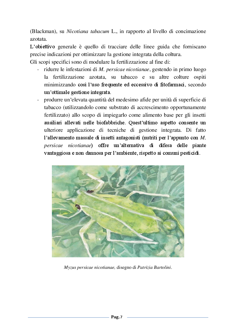 Anteprima della tesi: Analisi degli effetti della fertilizzazione azotata sulle infestazioni di Myzus persicae nicotiane (Blackman) su tabacco (Nicotiana tabacum L.), Pagina 4