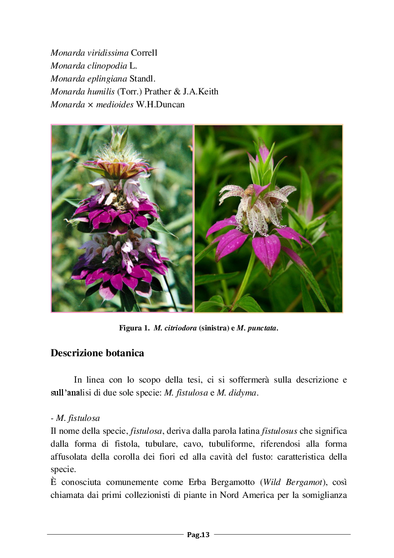 Anteprima della tesi: Monarda fistulosa e Monarda dydima: valutazione degli aspetti agronomico-colturali e dell'attività antimicrobica dell'olio essenziale, Pagina 4