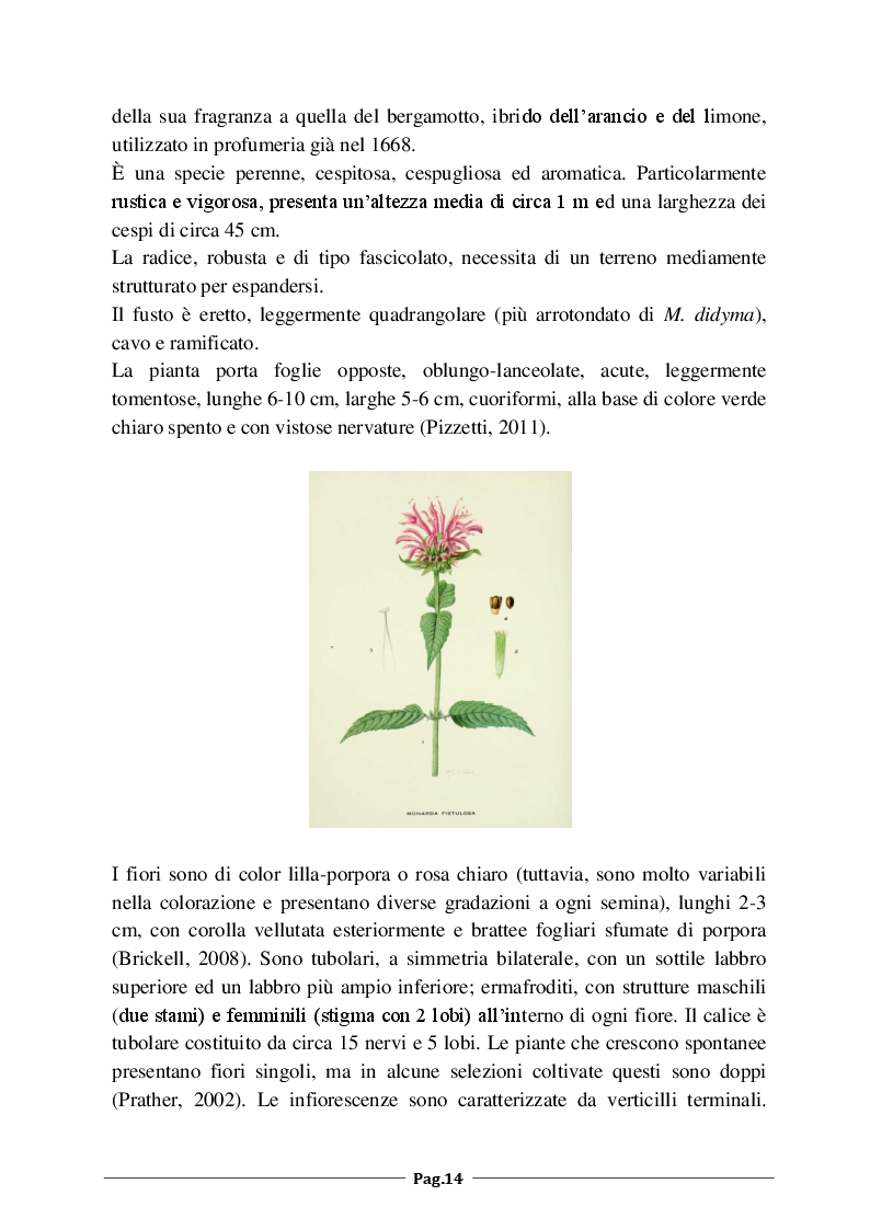 Anteprima della tesi: Monarda fistulosa e Monarda dydima: valutazione degli aspetti agronomico-colturali e dell'attività antimicrobica dell'olio essenziale, Pagina 5