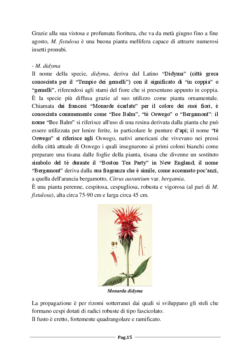 Anteprima della tesi: Monarda fistulosa e Monarda dydima: valutazione degli aspetti agronomico-colturali e dell'attività antimicrobica dell'olio essenziale, Pagina 6
