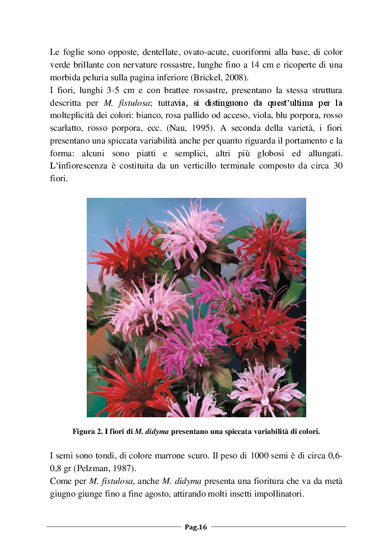 Anteprima della tesi: Monarda fistulosa e Monarda dydima: valutazione degli aspetti agronomico-colturali e dell'attività antimicrobica dell'olio essenziale, Pagina 7