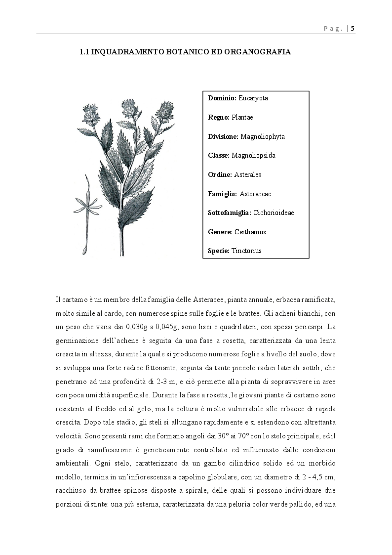 Anteprima della tesi: Carthamus tinctorius: opportunità di impiego alimentare, Pagina 6