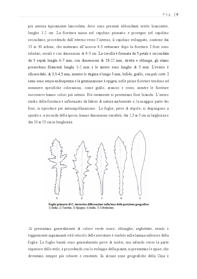 Anteprima della tesi: Carthamus tinctorius: opportunità di impiego alimentare, Pagina 7