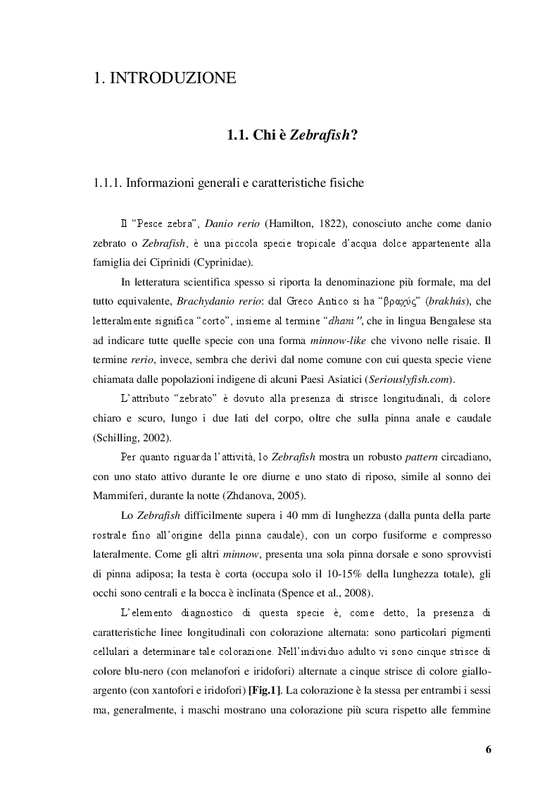 Anteprima della tesi: Differenze legate al sesso nelle risposte comportamentali del pesce zebra (Danio rerio) indotte sperimentalmente da stimoli ambientali, sociali e artificiali, Pagina 4