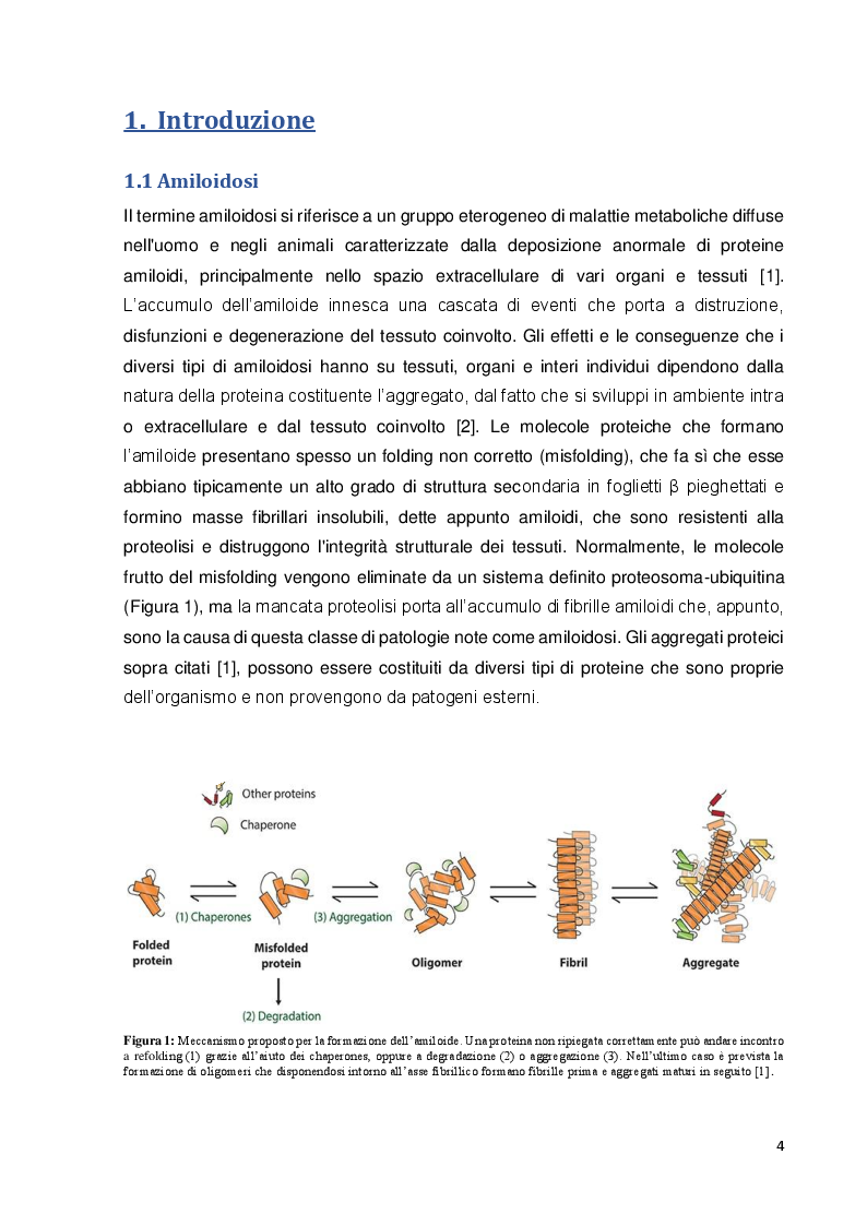 Anteprima della tesi: Analisi proteomica del tessuto renale di gatti abissini affetti da amiloidosi, Pagina 3