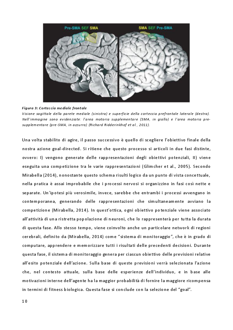 Estratto dalla tesi: L'importanza delle emozioni nella genesi delle azioni: uno studio di risonanza magnetica funzionale