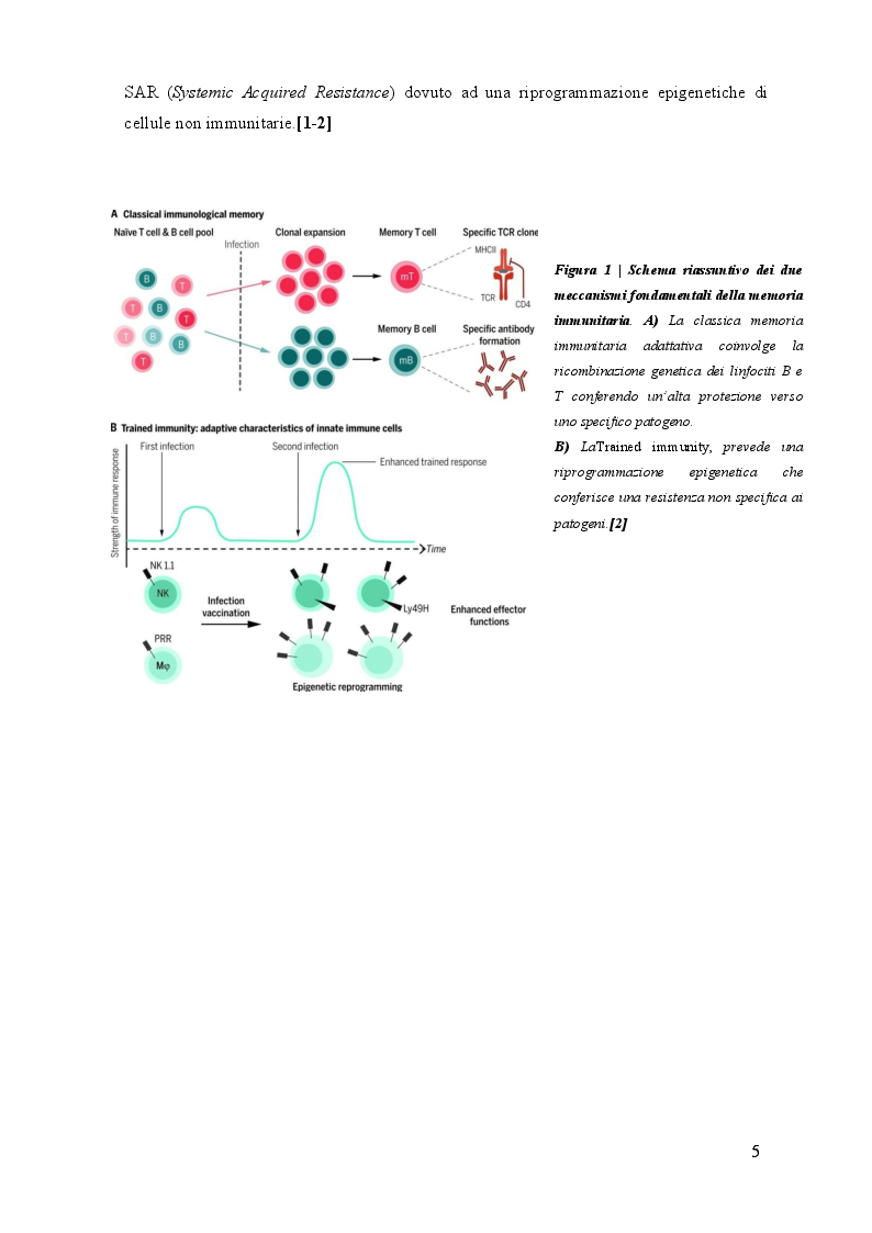 Anteprima della tesi: La memoria infiammatoria delle cellule staminali epidermiche accelera la guarigione di una lesione cutanea, Pagina 3