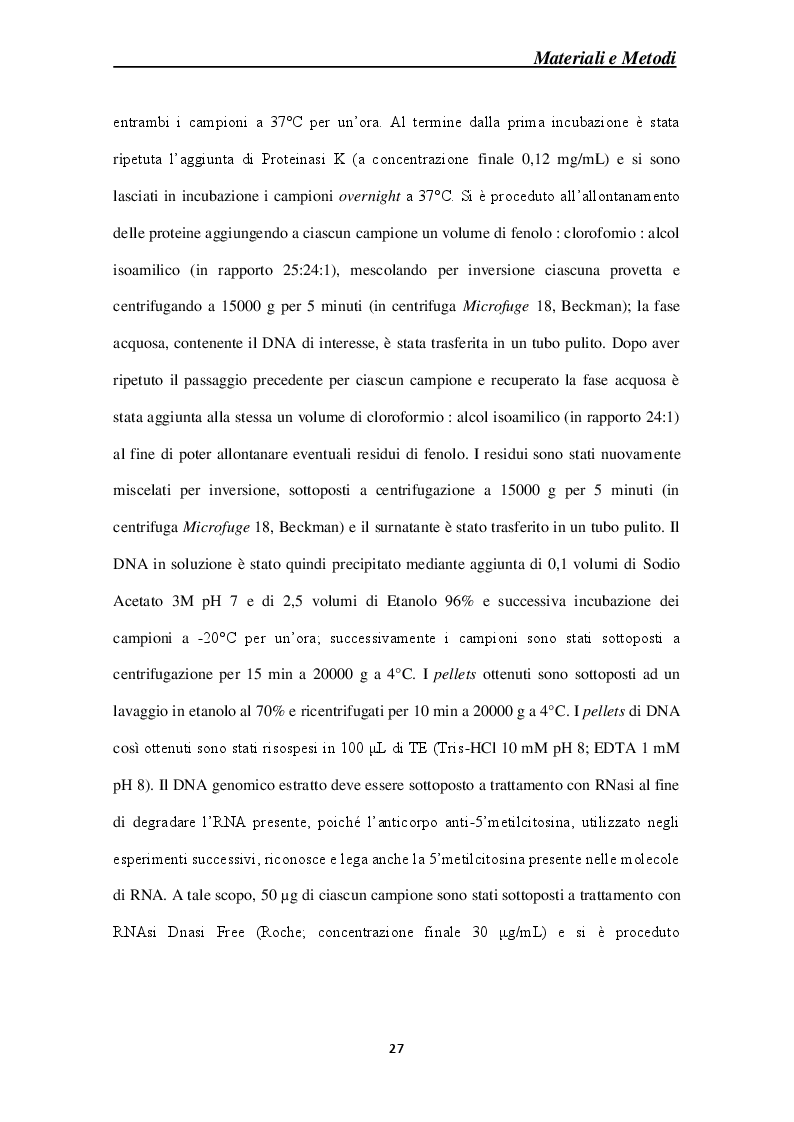 Estratto dalla tesi: Effetti molecolari della Cortical Spreading Depression sulle DNA metiltrasferasi e sullo stato di metilazione del DNA in sistemi modello