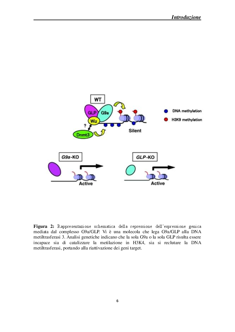 Anteprima della tesi: Effetti molecolari della Cortical Spreading Depression sulle DNA metiltrasferasi e sullo stato di metilazione del DNA in sistemi modello, Pagina 3