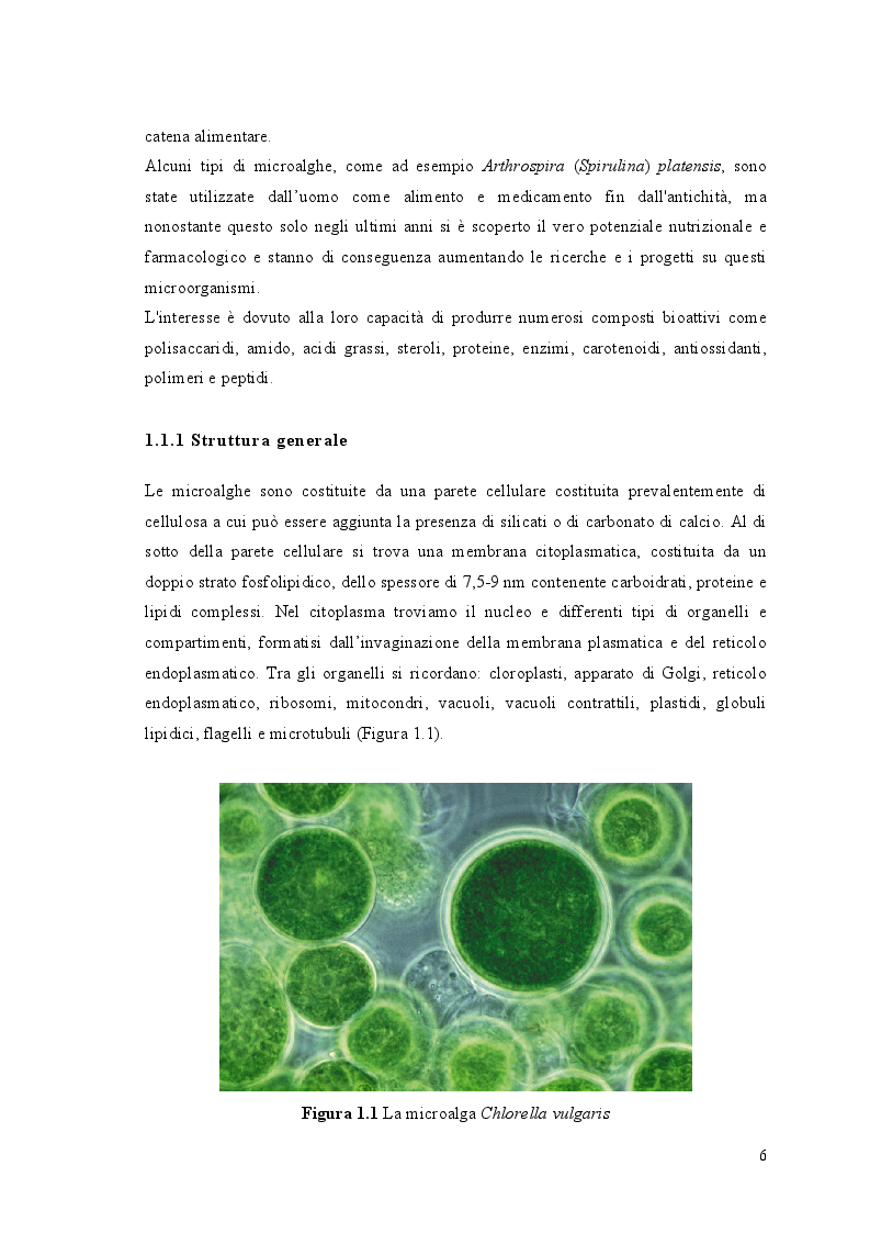 Anteprima della tesi: Crescita di Chlorella vulgaris in acque reflue da vinificazione: studio della cinetica di crescita e del contenuto in lipidi, Pagina 4
