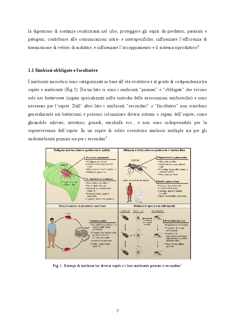 Anteprima della tesi: Studio della comunità microbica associata al coleottero giapponese Popillia japonica, Pagina 5