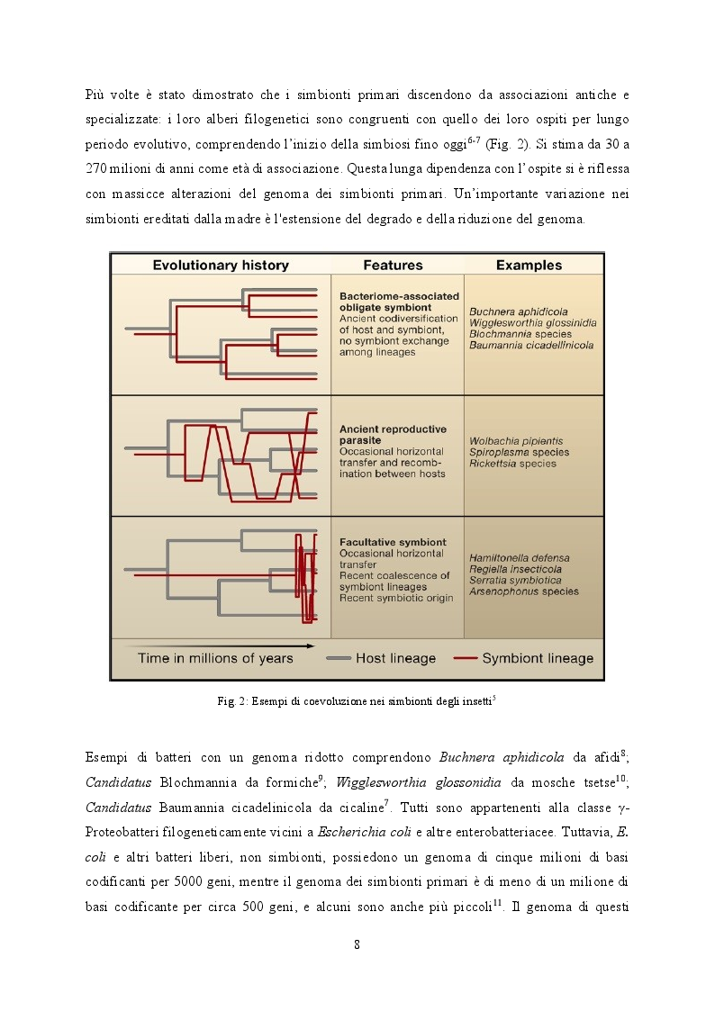 Anteprima della tesi: Studio della comunità microbica associata al coleottero giapponese Popillia japonica, Pagina 6