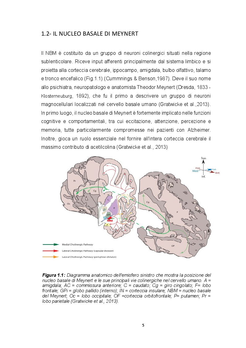 Anteprima della tesi: Ruolo dei recettori muscarinici M2 e M3 sulle correnti voltaggio-dipendenti in neuroblasti fetali umani isolati dal nucleo basale del Meynert, Pagina 3
