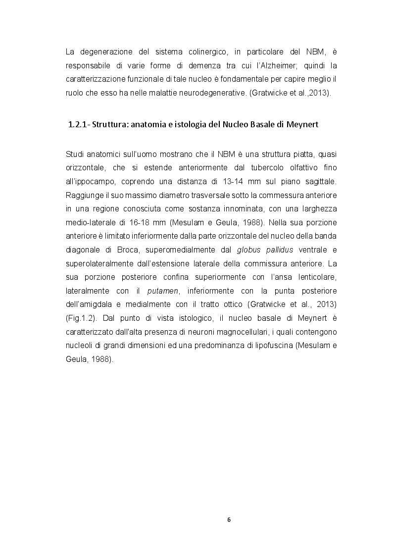 Anteprima della tesi: Ruolo dei recettori muscarinici M2 e M3 sulle correnti voltaggio-dipendenti in neuroblasti fetali umani isolati dal nucleo basale del Meynert, Pagina 4