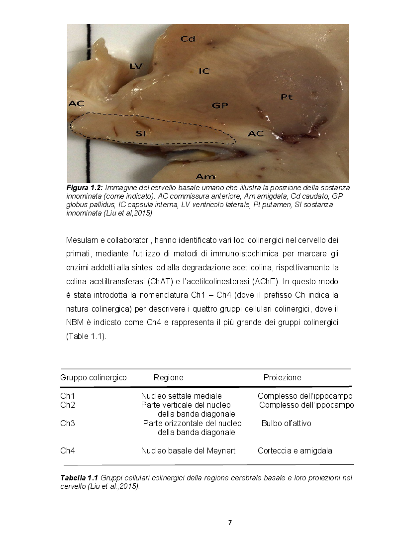 Anteprima della tesi: Ruolo dei recettori muscarinici M2 e M3 sulle correnti voltaggio-dipendenti in neuroblasti fetali umani isolati dal nucleo basale del Meynert, Pagina 5