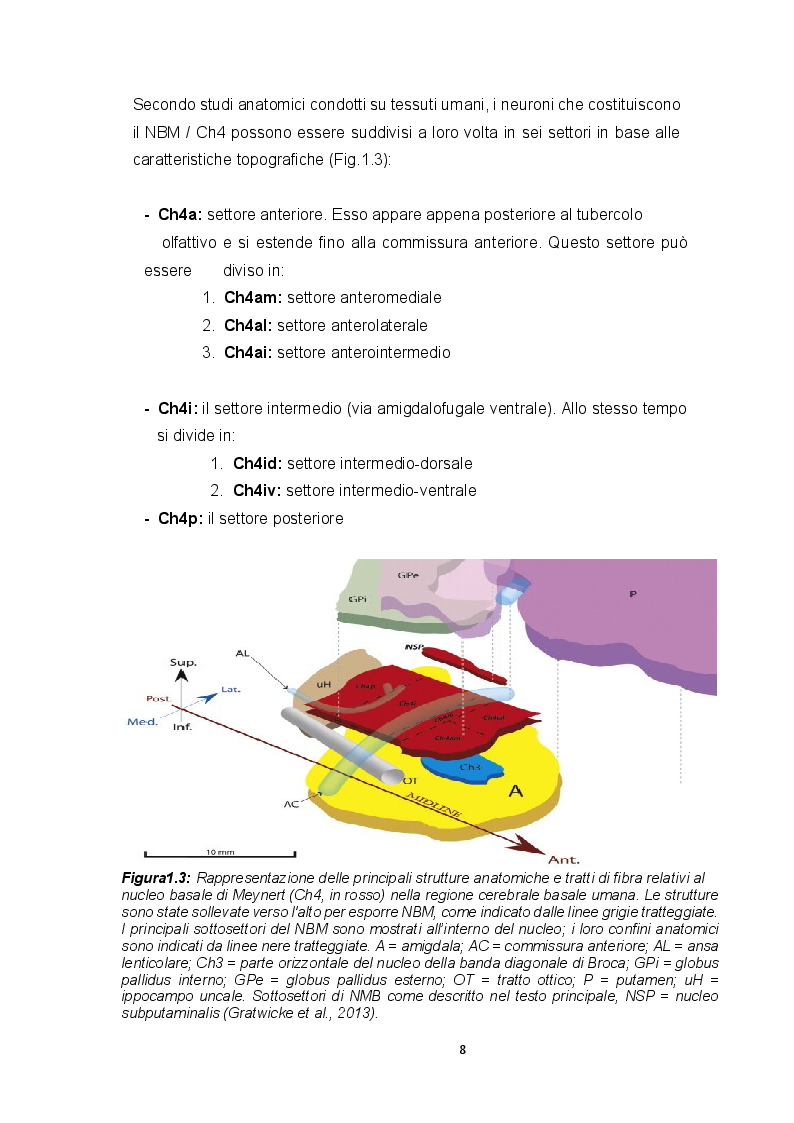 Anteprima della tesi: Ruolo dei recettori muscarinici M2 e M3 sulle correnti voltaggio-dipendenti in neuroblasti fetali umani isolati dal nucleo basale del Meynert, Pagina 6