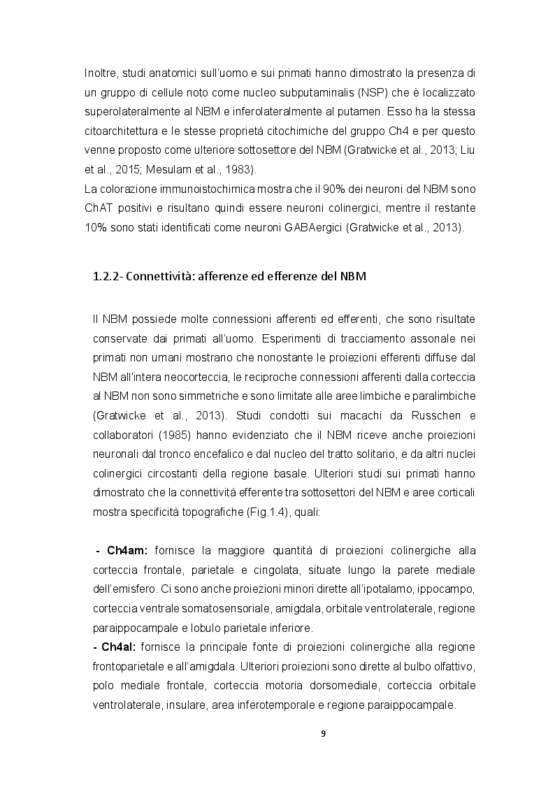 Anteprima della tesi: Ruolo dei recettori muscarinici M2 e M3 sulle correnti voltaggio-dipendenti in neuroblasti fetali umani isolati dal nucleo basale del Meynert, Pagina 7