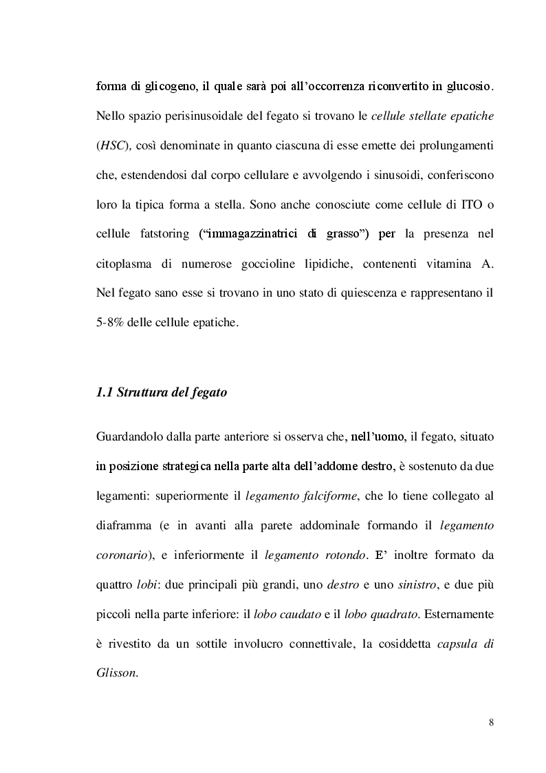 Anteprima della tesi: Azione immunomodulatoria della leptina nel fegato della lucertola Podarcis sicula, Pagina 5
