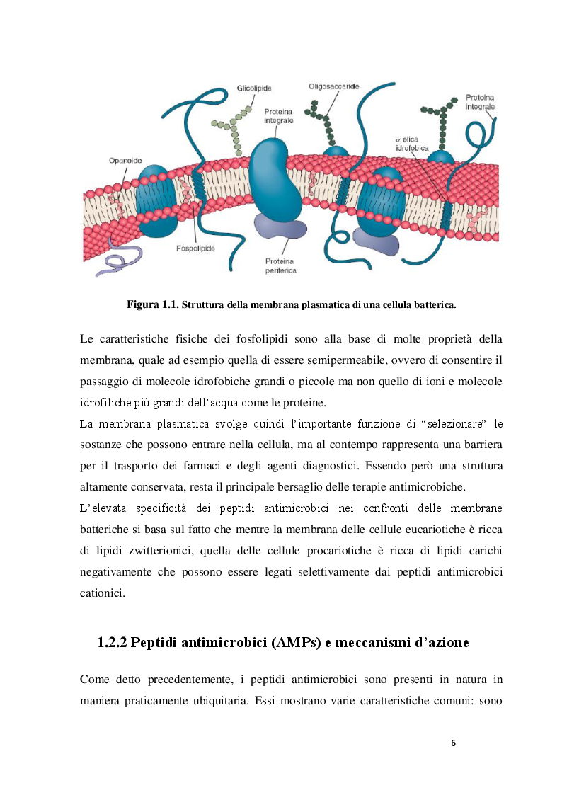 Anteprima della tesi: Interazione della myxinidina e del suo mutante WMR con doppi strati lipidici simulanti le membrane cellulari di P. aeruginosa ed E. coli, Pagina 7