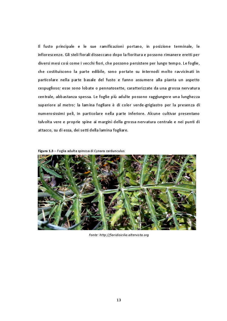 Anteprima della tesi: Valutazione ambientale del processo produttivo di schiuma poliuretanica da olio di semi di cardo in Umbria (Italia): uno studio LCA, Pagina 3