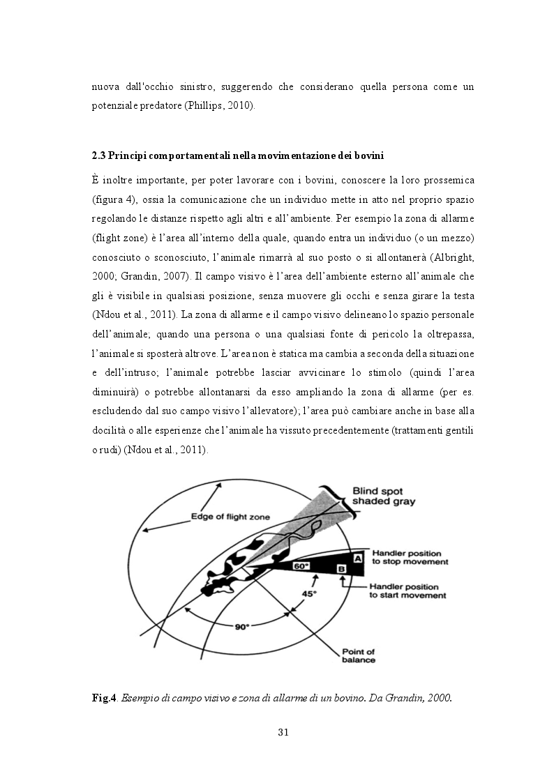 Anteprima della tesi: Il metodo Temple Grandin applicato all'analisi dei bovini da carne allevati in Italia, Pagina 5