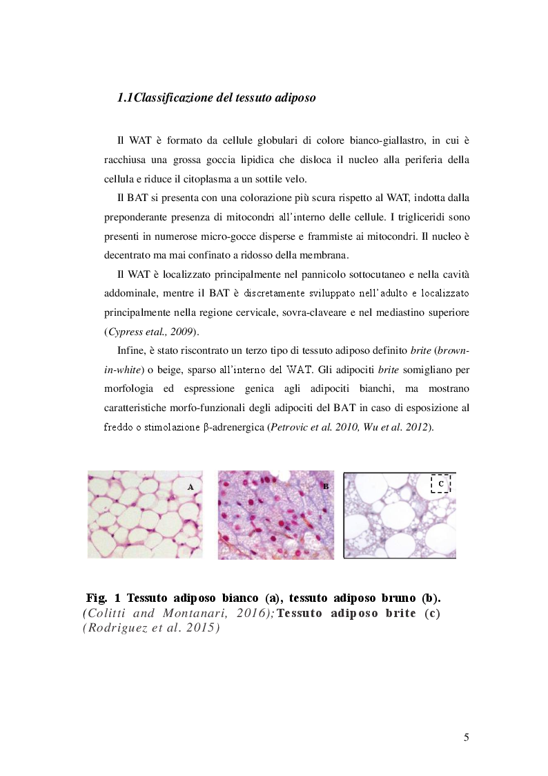 Anteprima della tesi: Irisina e browning del tessuto adiposo, Pagina 4