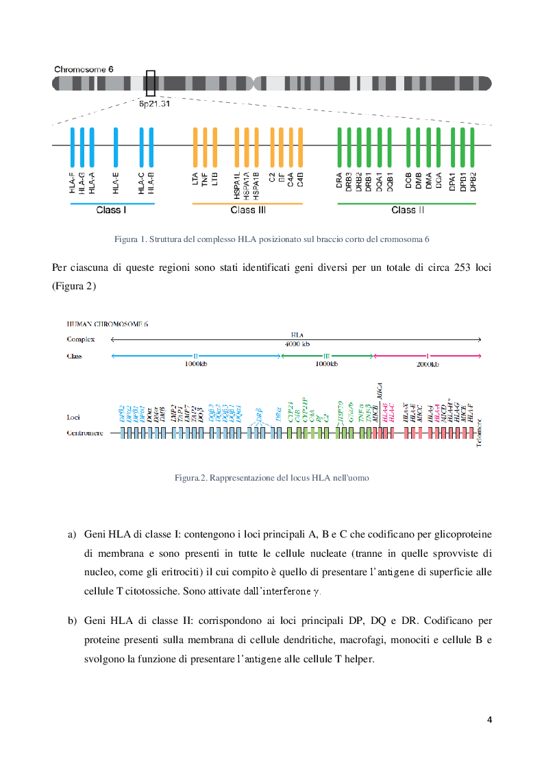 Anteprima della tesi: Il ruolo del sistema HLA nella suscettibilità e severità al COVID-19, Pagina 3