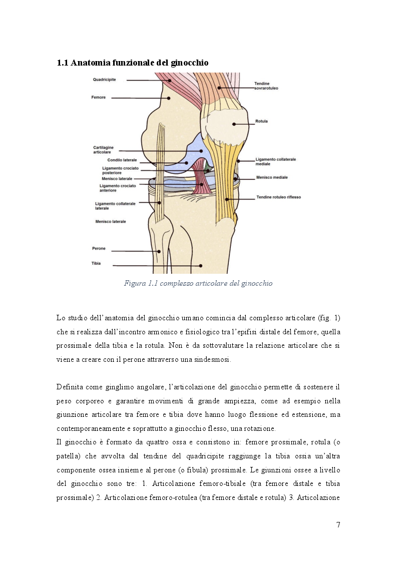 Anteprima della tesi: Rottura del legamento crociato anteriore nel volley femminile: meccanismi traumatici e misure preventive, Pagina 4