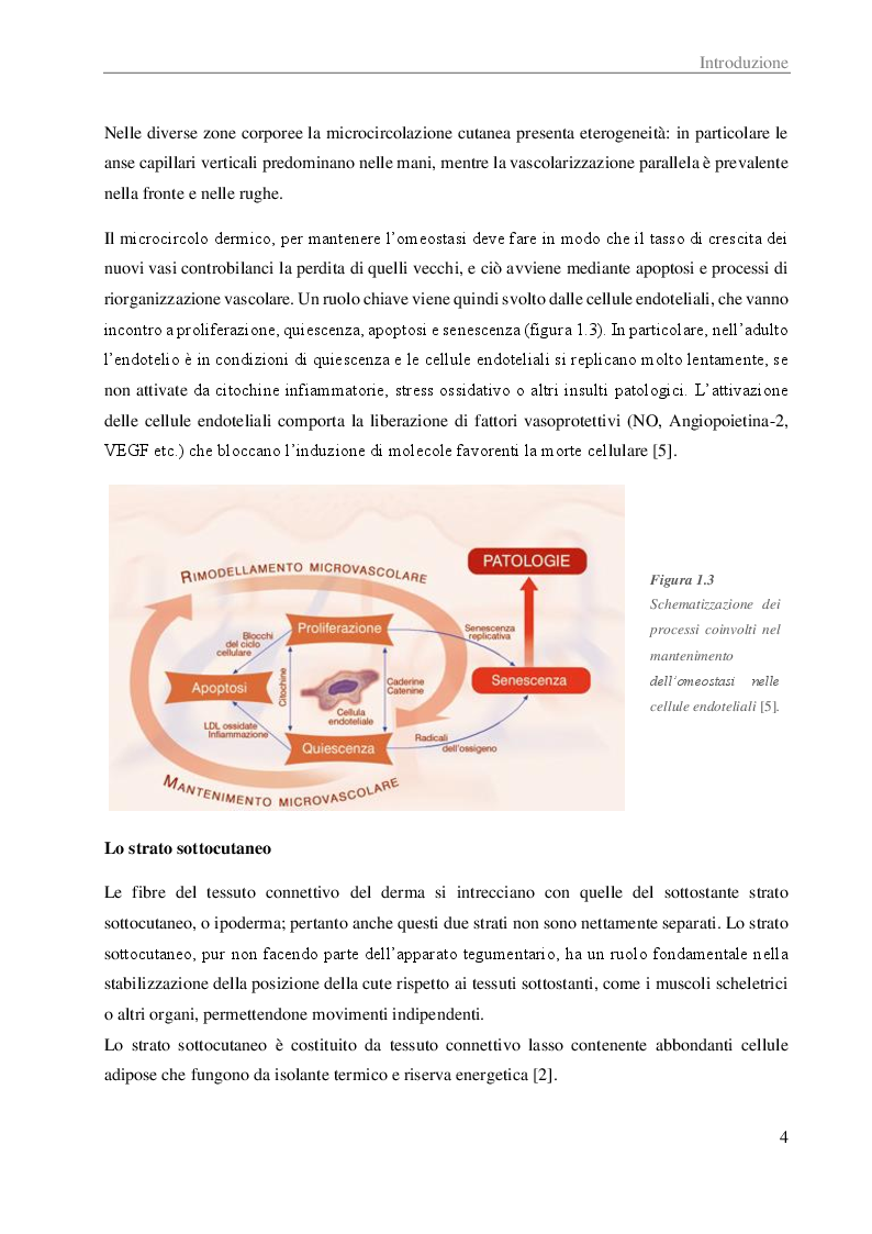 Anteprima della tesi: Potenziale effetto fotoprotettivo di alcuni polifenoli su cellule endoteliali umane, Pagina 3