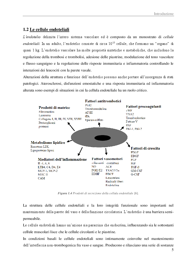 Anteprima della tesi: Potenziale effetto fotoprotettivo di alcuni polifenoli su cellule endoteliali umane, Pagina 4