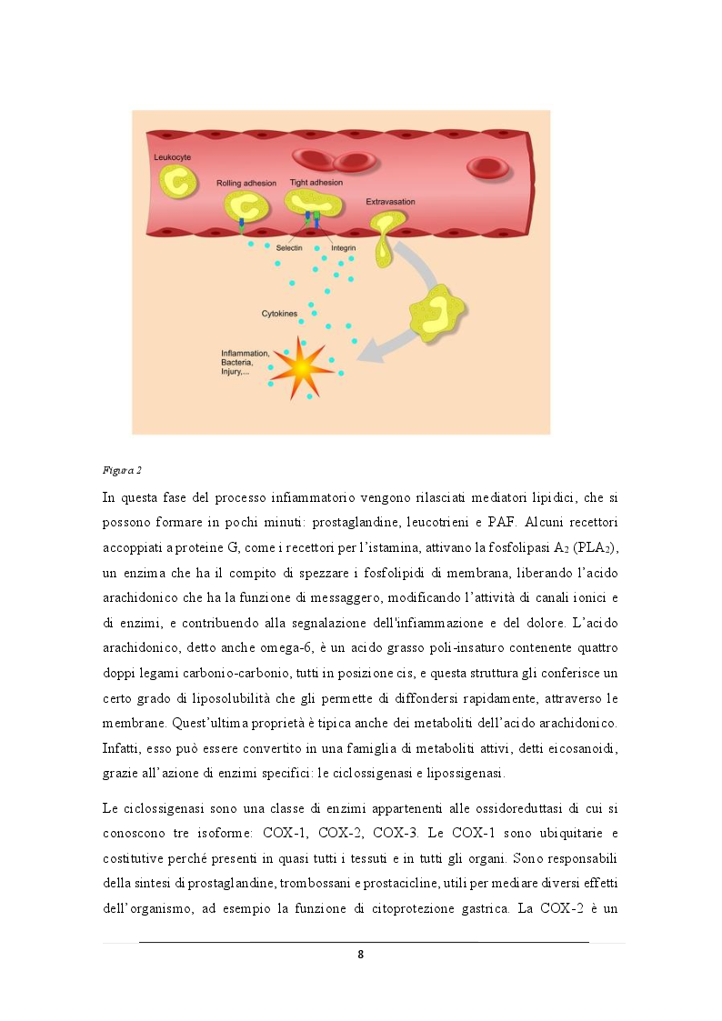 Anteprima della tesi: La Nigella sativa e il timochinone nel trattamento delle infiammazioni articolari, Pagina 4
