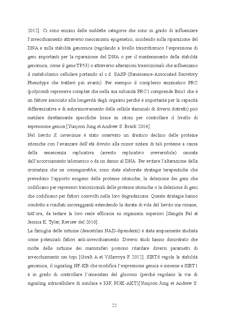 Estratto dalla tesi: Indagine istologica sulle alterazioni cutanee in un modello murino di HGPS