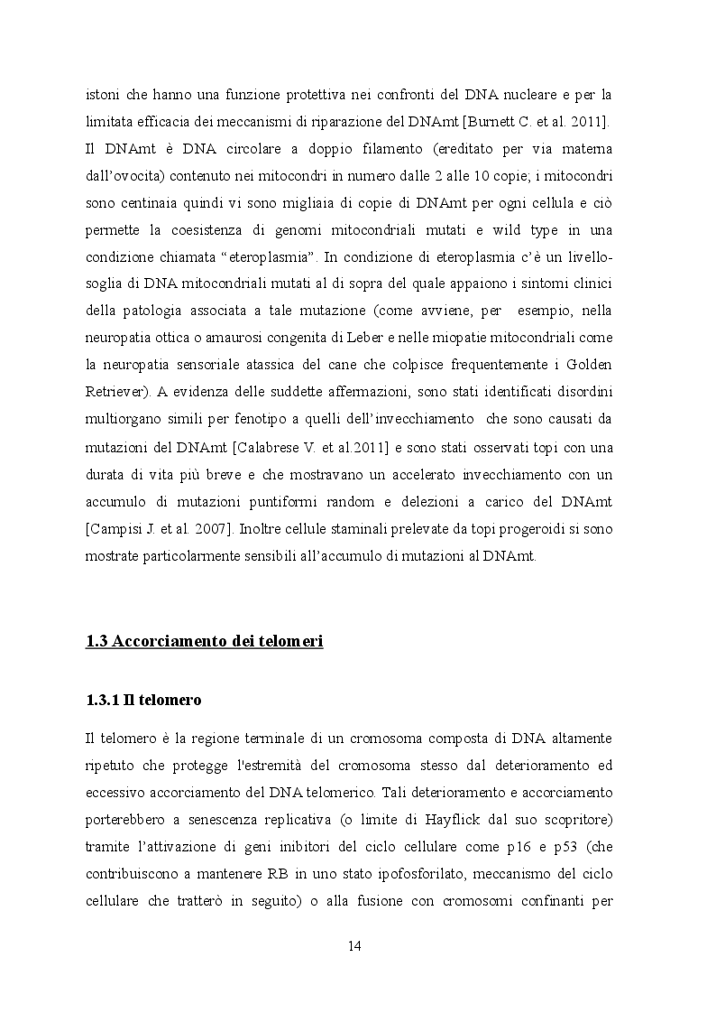 Anteprima della tesi: Indagine istologica sulle alterazioni cutanee in un modello murino di HGPS, Pagina 7
