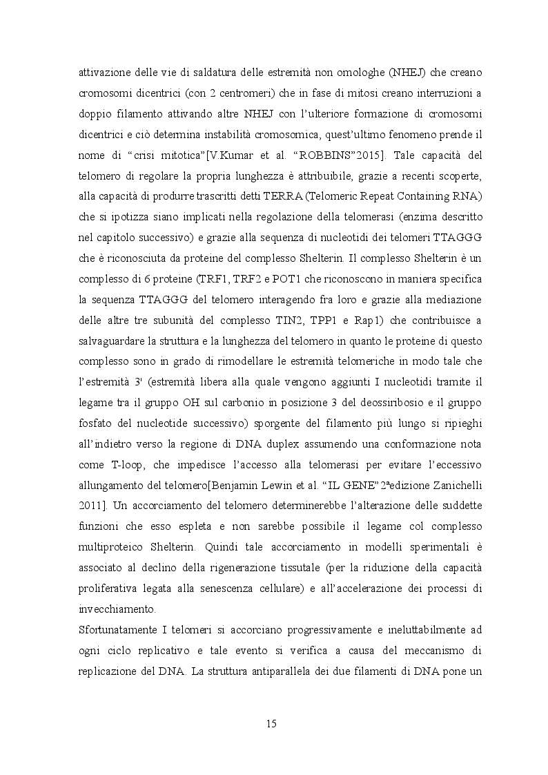 Anteprima della tesi: Indagine istologica sulle alterazioni cutanee in un modello murino di HGPS, Pagina 8