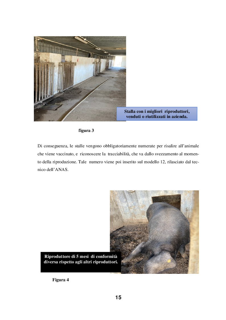 Anteprima della tesi: Sostenibilità dell'allevamento del Suino Nero Calabrese e delle sue produzioni in ambiente a tradizione cerealicolo, Pagina 6
