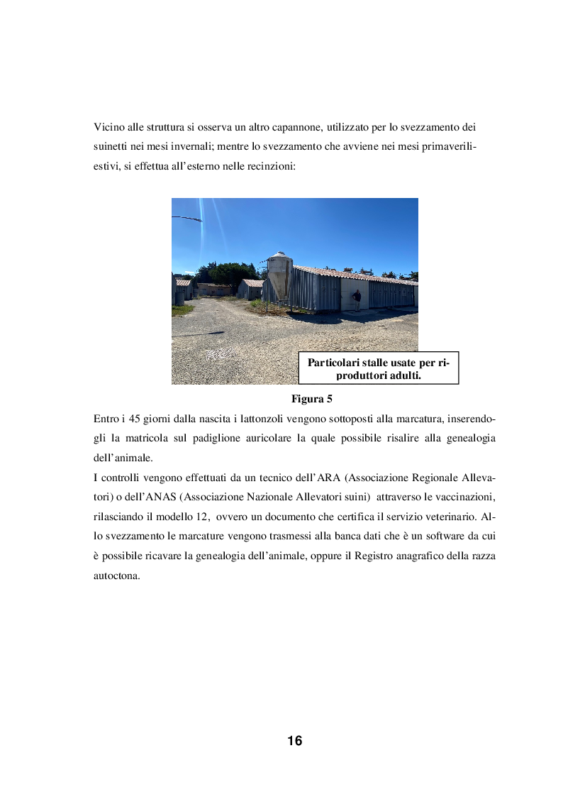 Anteprima della tesi: Sostenibilità dell'allevamento del Suino Nero Calabrese e delle sue produzioni in ambiente a tradizione cerealicolo, Pagina 7