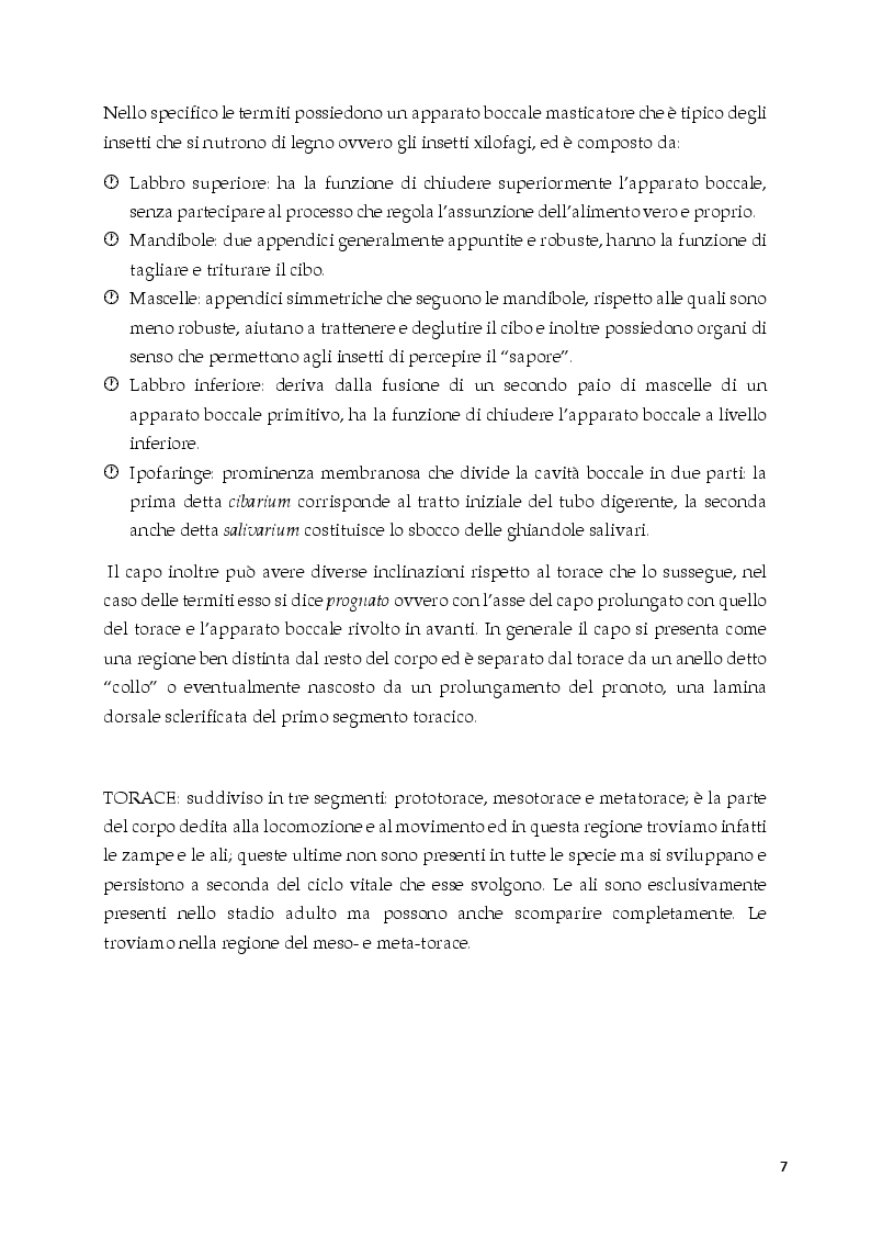 Anteprima della tesi: "E piano piano tutto si ridurrà in polvere" L’invasione di termiti nei centri di interesse storico, Pagina 4